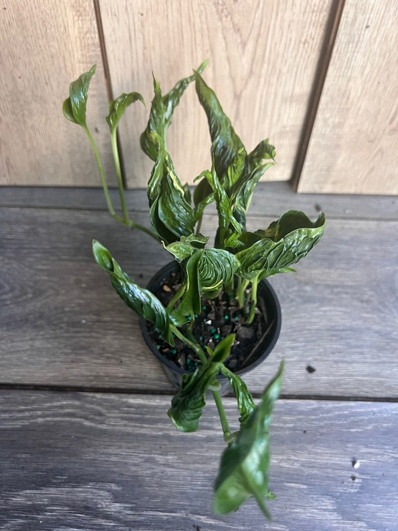 Shangri La Pothos Plant - 4 Inch Pot - Unique Curled Dark Green Leaves - Epipremnum Aureum 'Shangri La' Indoor Houseplant