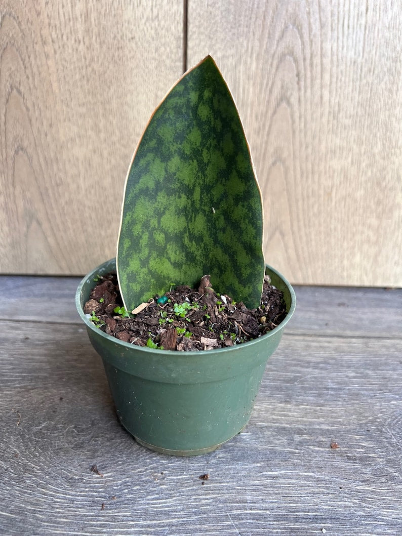 Whale Fin Snake Plant in 6" Pot | Sansevieria masoniana | Low Maintenance Indoor Air Purifier | Unique Variegated Leaves