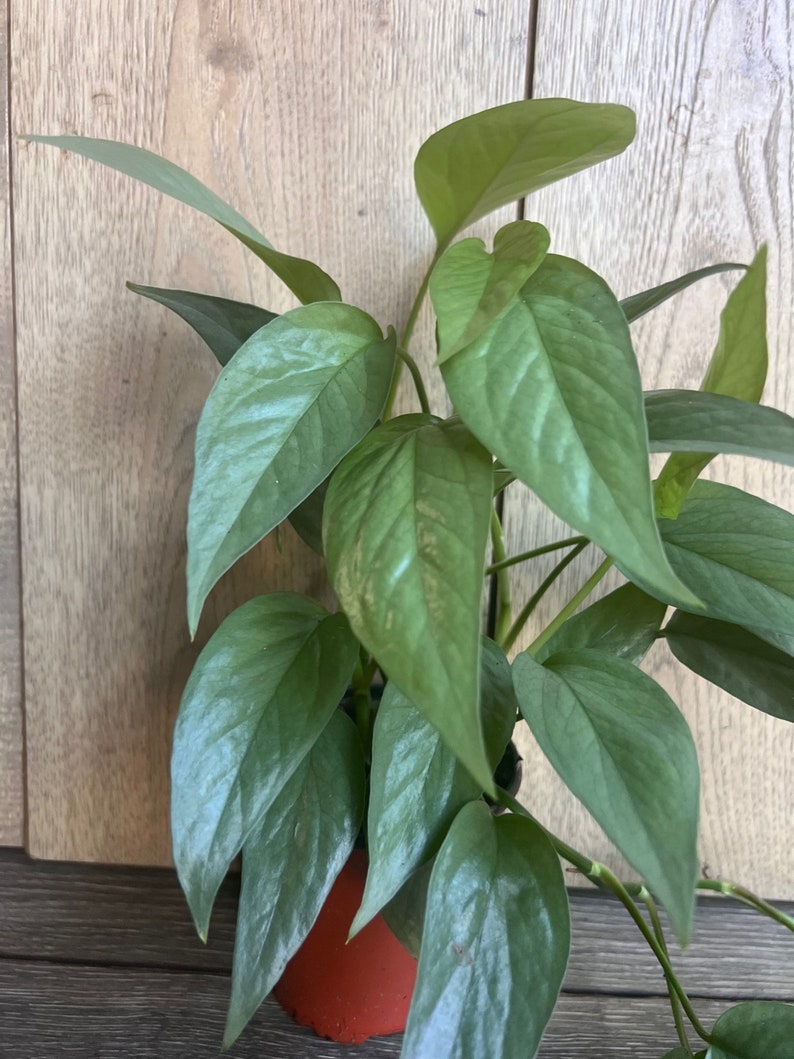 Cebu Blue Pothos Plant 4" Pot | Epipremnum Aureum | Indoor Vining Plant with Green Blue Silver Foliage | Low Maintenance Houseplant
