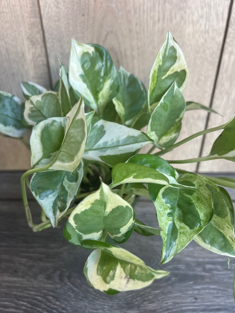 N'Joy Pothos Plant 4" Pot Variegated Devil's Ivy Epipremnum aureum Indoor Houseplant Low Light Air Purifying Greenery