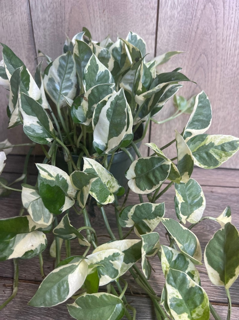 N’Joy Pothos Plant 6" Pot, Variegated Devil’s Ivy, Epipremnum aureum, Low-Maintenance Indoor Houseplant