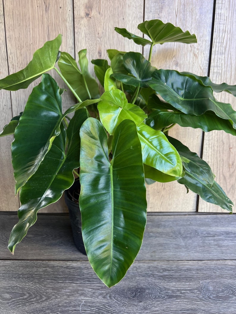 Philodendron Burle Marx Plant 6" Pot - Glossy Heart-Shaped Leaves - Easy Care Houseplant - Philodendron 'Burle Marx'