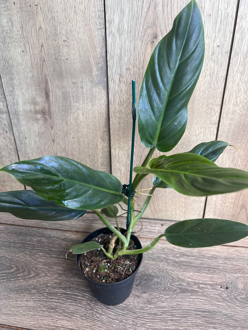 Philodendron Subhastatum Plant in 5" Pot - Rare Tropical Climber with Red Undersides, Philodendron sp.