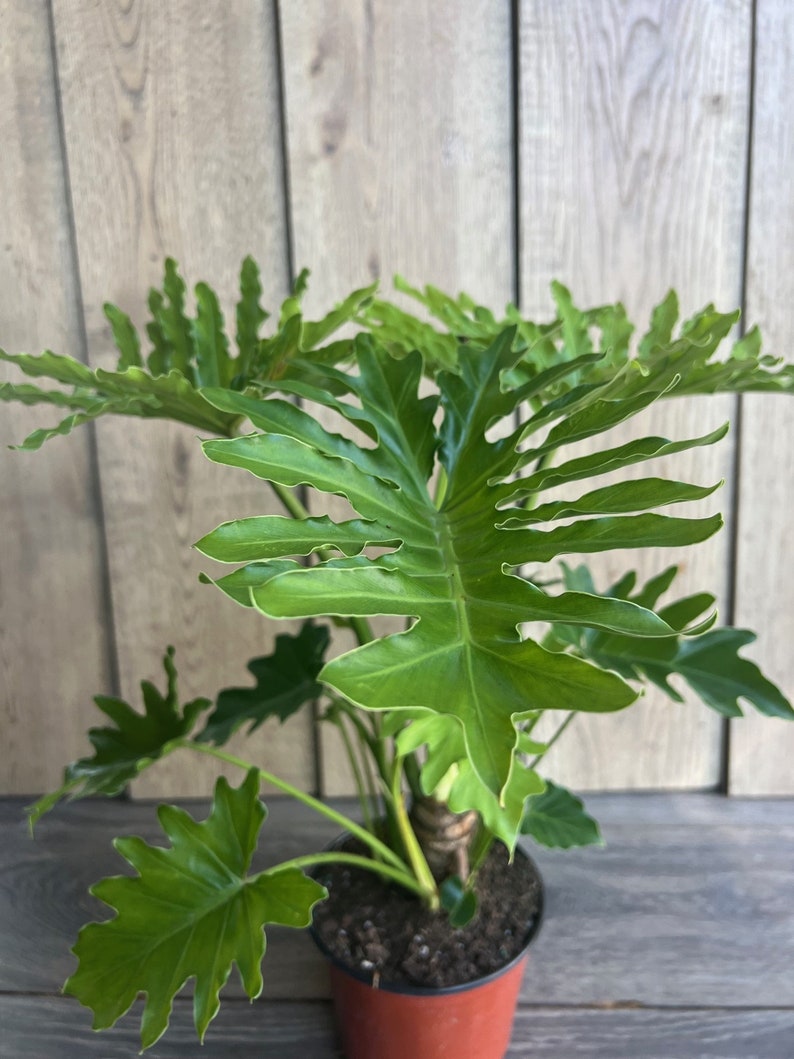 Philodendron Lickety Split 6" Pot - Tropical Houseplant with Slender Leaves - Philodendron hastatum - Easy Care Indoor Plant