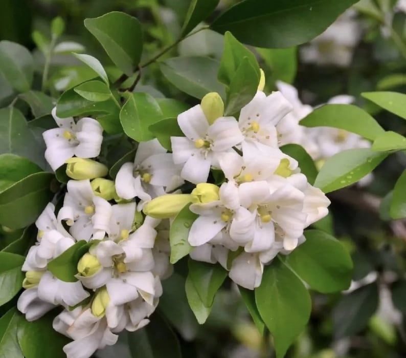 Orange Jasmine Plant 6" Pot Fragrant Tropical Evergreen Murraya paniculata Ideal for Garden & Home