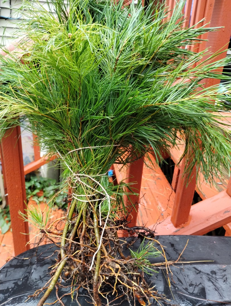 20 Bare Root White Pine Seedlings - Pinus strobus - Hardy Evergreen for Landscaping & Reforestation