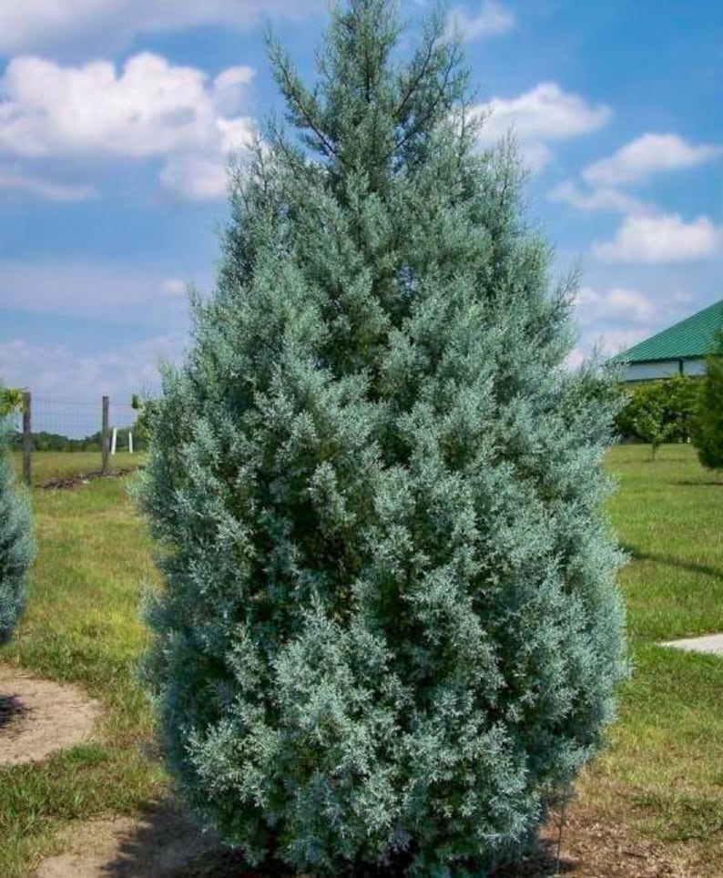 Carolina Cypress Tree 4" Container - Fast Growing Evergreen - Taxodium distichum - Ideal for Zones 7-9 - Christmas Tree Option