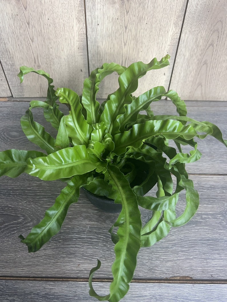 Hurricane Bird Nest Fern 6" Pot Asplenium nidus Unique Twisted Foliage Air Purifying Indoor Plant