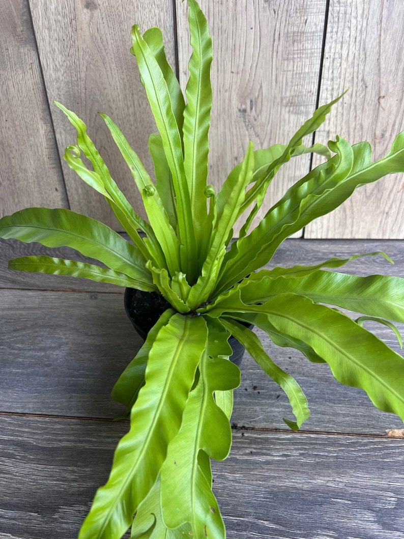 Bird Nest Fern 6" Pot, Hurricane Fern, Easy Care Indoor Plant, Asplenium nidus, Low Light Tolerant Houseplant