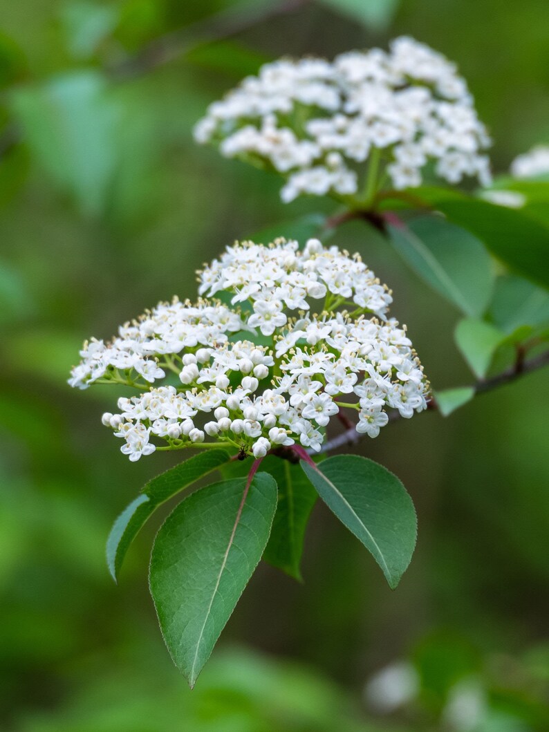 Black Haw Viburnum Plant 4" Container - Viburnum prunifolium - White Blooms, Attracts Birds, Zones 3-9