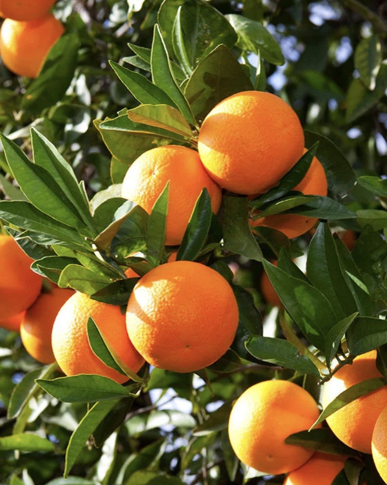 Washington Navel Orange Tree 1/2 Gallon Pot Grafted Citrus Sweet Seedless Orange Citrus sinensis Florida Shipping Only