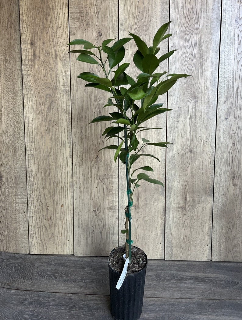 Washington Navel Orange Tree - 1/2 Gallon Pot - Grafted Citrus sinensis - Sweet Seedless Oranges - Florida Shipping Only