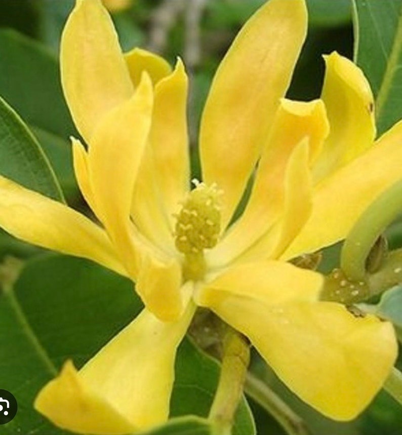 Yellow Magnolia Champaca Plant 4" Pot, Joy Perfume Tree, Fragrant Yellow Flowers, Michelia champaca