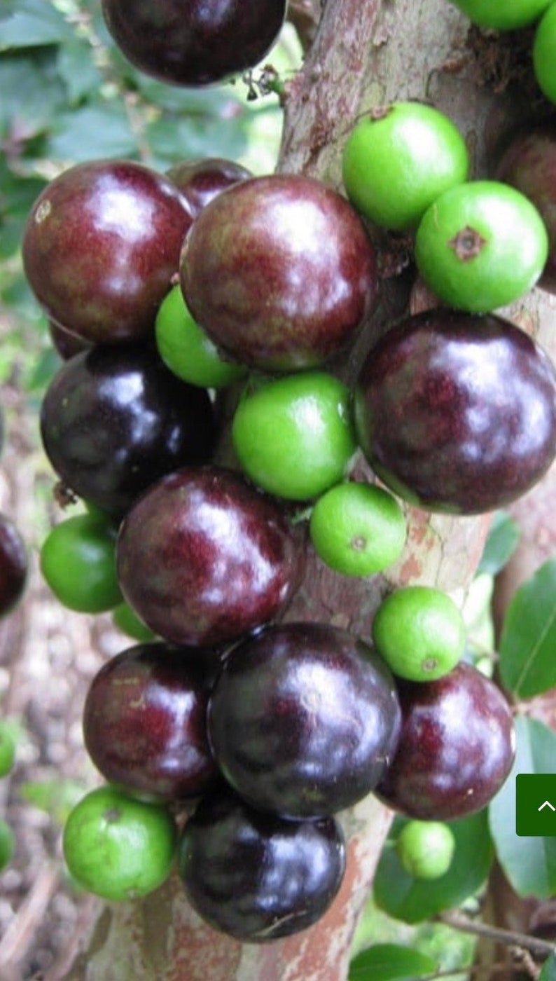 Dwarf Jaboticaba Fruit Tree 4" Pot Red Myrciaria cauliflora Tropical Indoor Bonsai Plant Exotic Fruit Tree