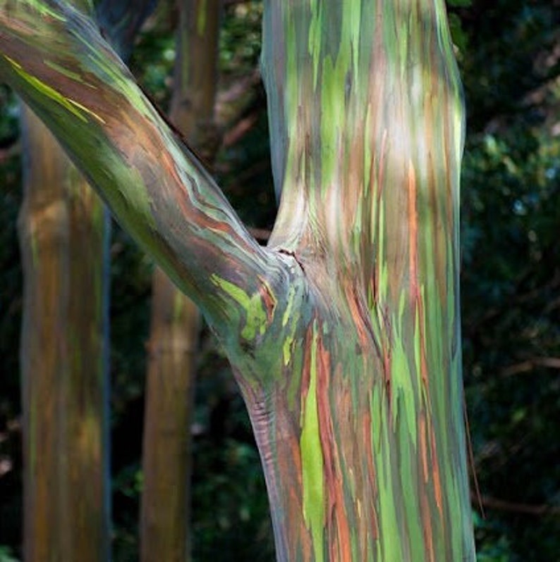 Rainbow Eucalyptus Tree, Half Gallon Pot, Colorful Deglupta Variety, Eucalyptus deglupta, Easy Care Indoor/Outdoor Plant