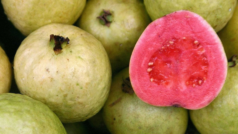 Guava Plant 6" Pot Jambu Batu Pink Guava Tree Psidium guajava Tropical Fruit Plant for Home Garden