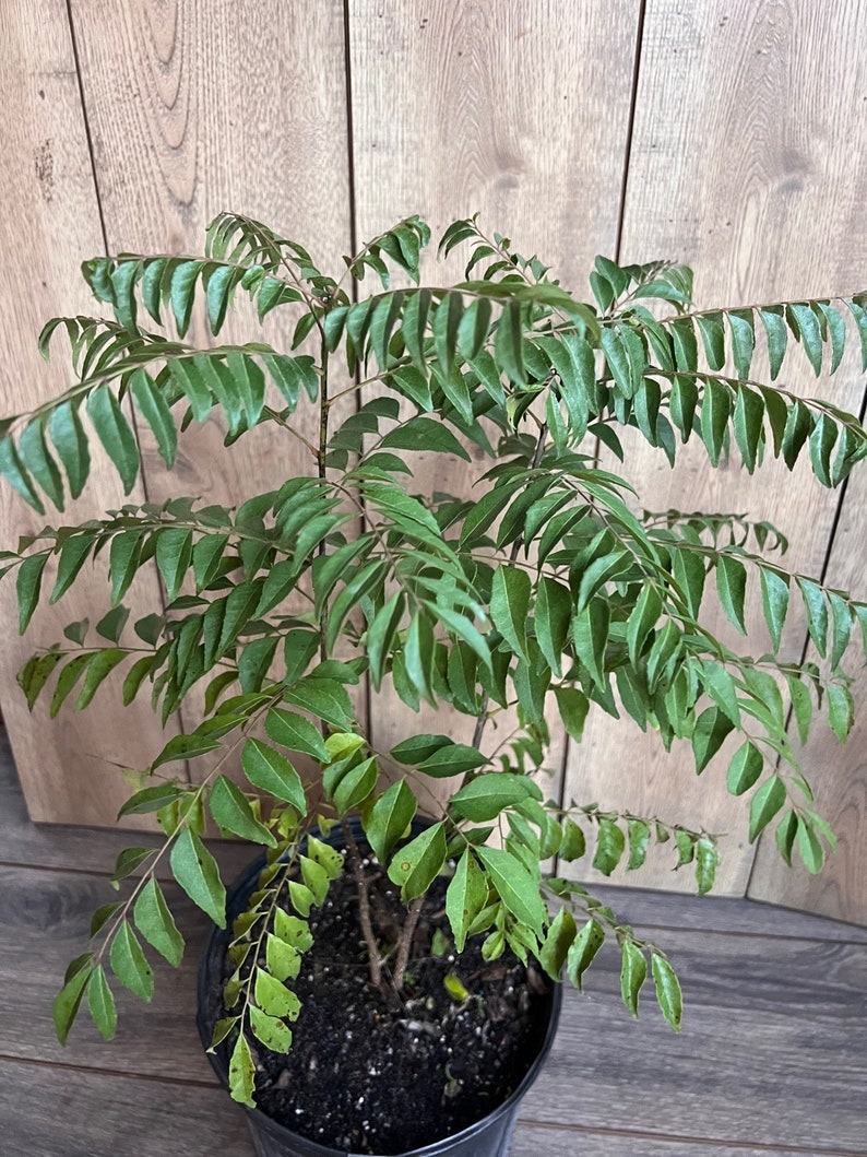 Curry Leaf Plant in 10" Pot - Murraya Koenigii - Aromatic Culinary Herb - Fast-Growing Indoor/Outdoor Foliage