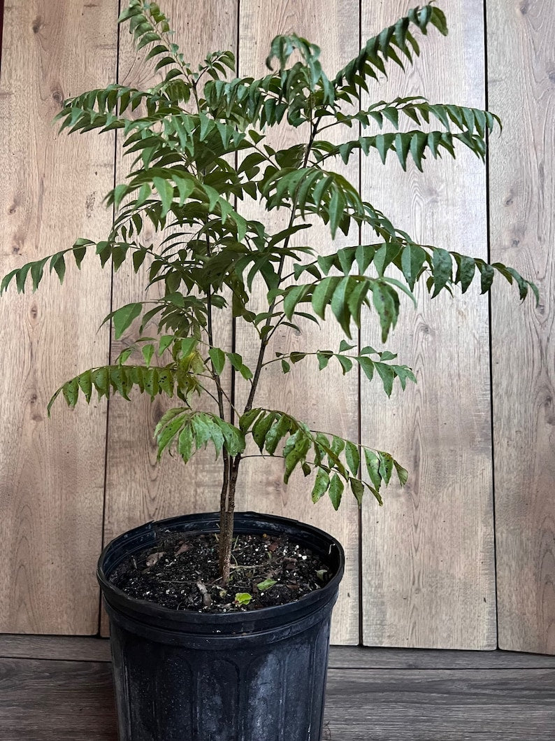 Curry Leaf Plant 10" Pot, Murraya Koenigii, Fast-Growing Aromatic Herb for Cooking, Evergreen Indoor/Outdoor