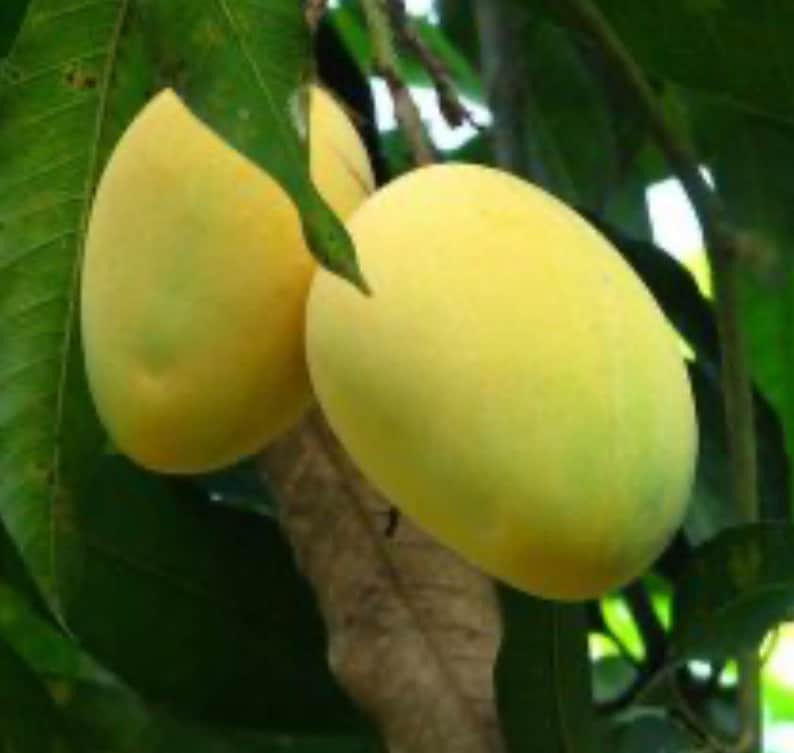Alphonso Mango Tree 3 Gallon Pot Grafted Mangifera indica Sweet Indian Fruit Tropical Plant for Home Garden