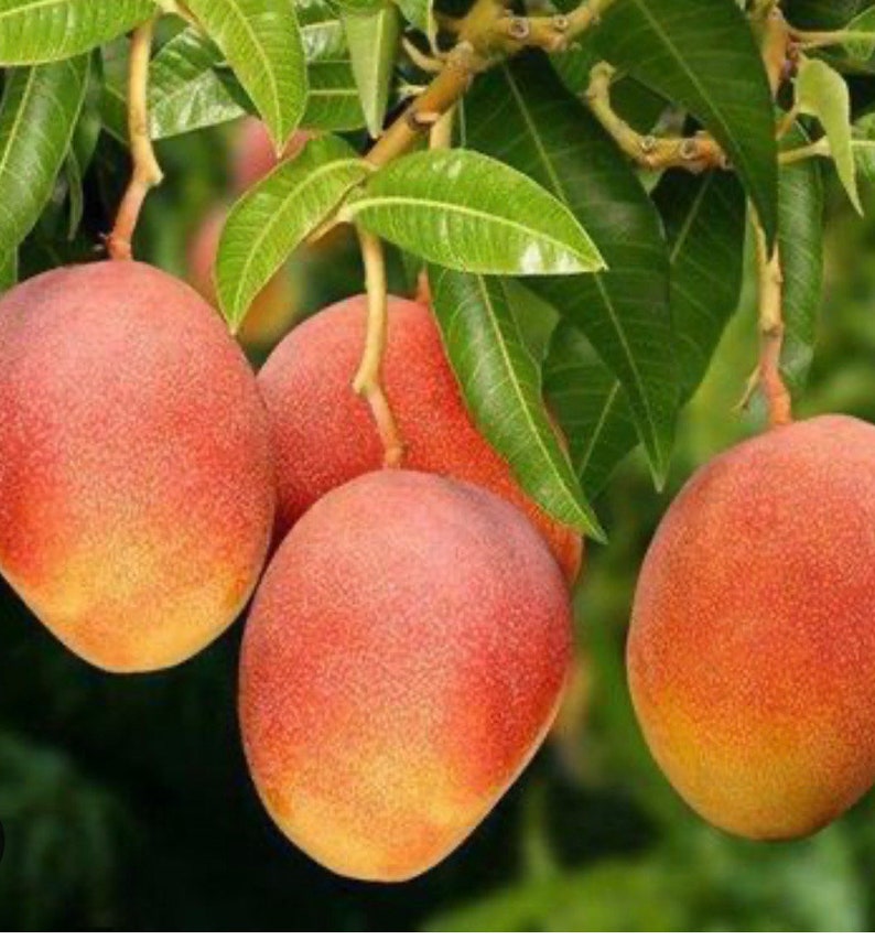 Glenn Mango Tree 3 Gallon Pot Grafted Variety Mangifera indica ‘Glenn’ Tropical Fruit Plant for Home Gardening
