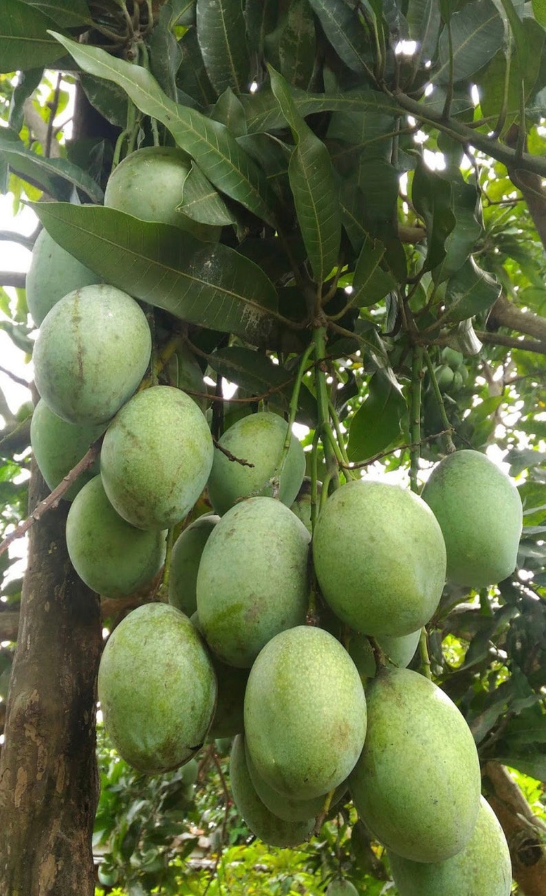 Ice Cream Mango Tree 3 Gallon Grafted Tropical Mango (Mangifera indica) for Container Growing, Sweet Flavor
