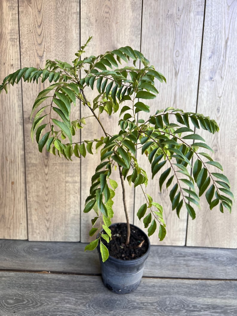 Curry Leaf Plant 6" Pot, Aromatic Culinary Herb, Murraya Koenigii, Perfect for Gardens and Indoors