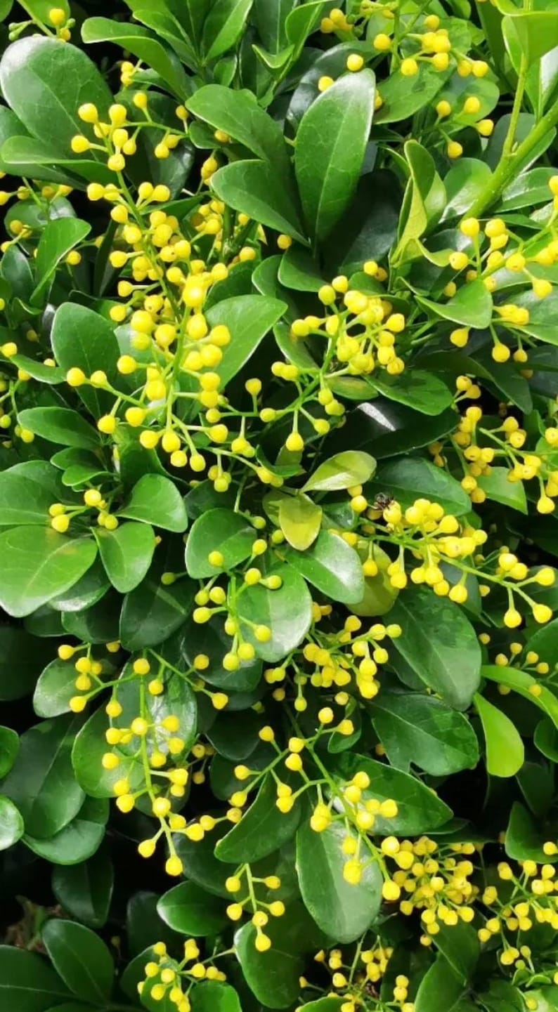 Chinese Perfume Tree Plant 4" Pot Fragrant Yellow Flowers Aglaia odorata Ideal for Gardens Landscaping Houseplants
