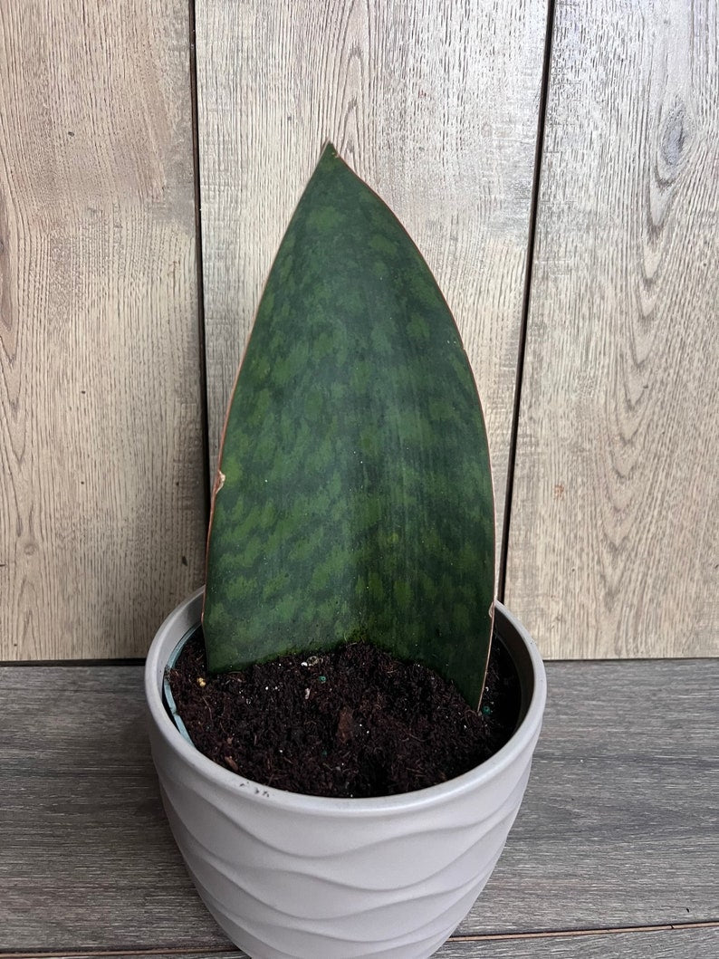 Sansevieria Whale Fin Snake Plant 6" Pot - Sansevieria masoniana - Easy Care Indoor Plant for Home Decor, Unique Variegation