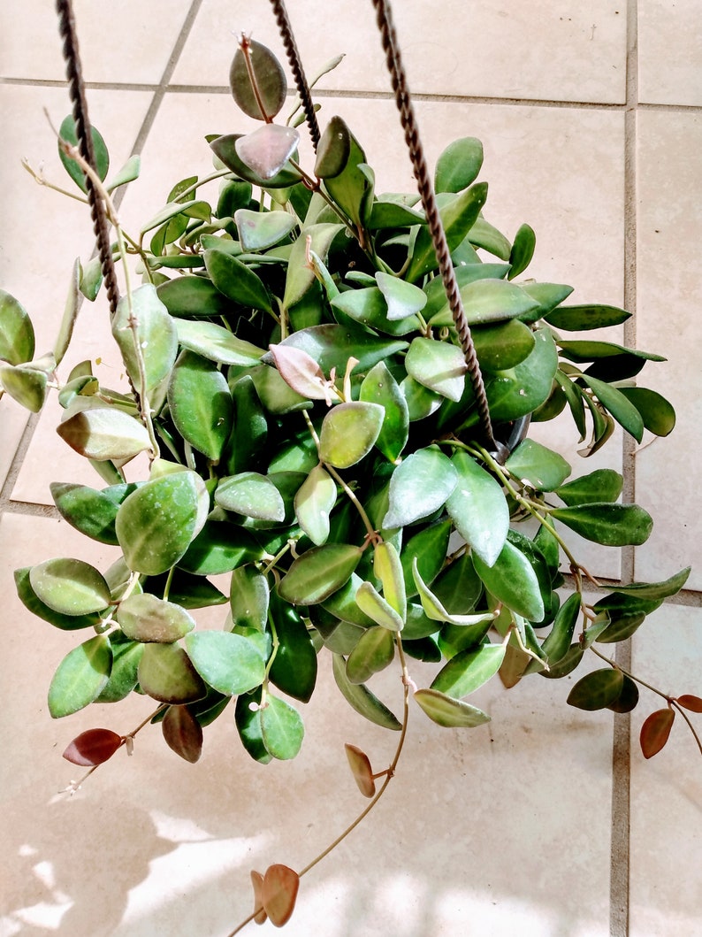 Hoya Plant Set - Small Hoya Burtoniae & Free Cutting Hoya Carnosa - Rooted in Soil, Easy Care, Low Maintenance, Hoya spp.