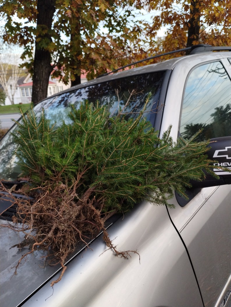 Red Spruce Tree Seedlings 6+ Bare Root Picea rubens from Maine with Planting Instructions