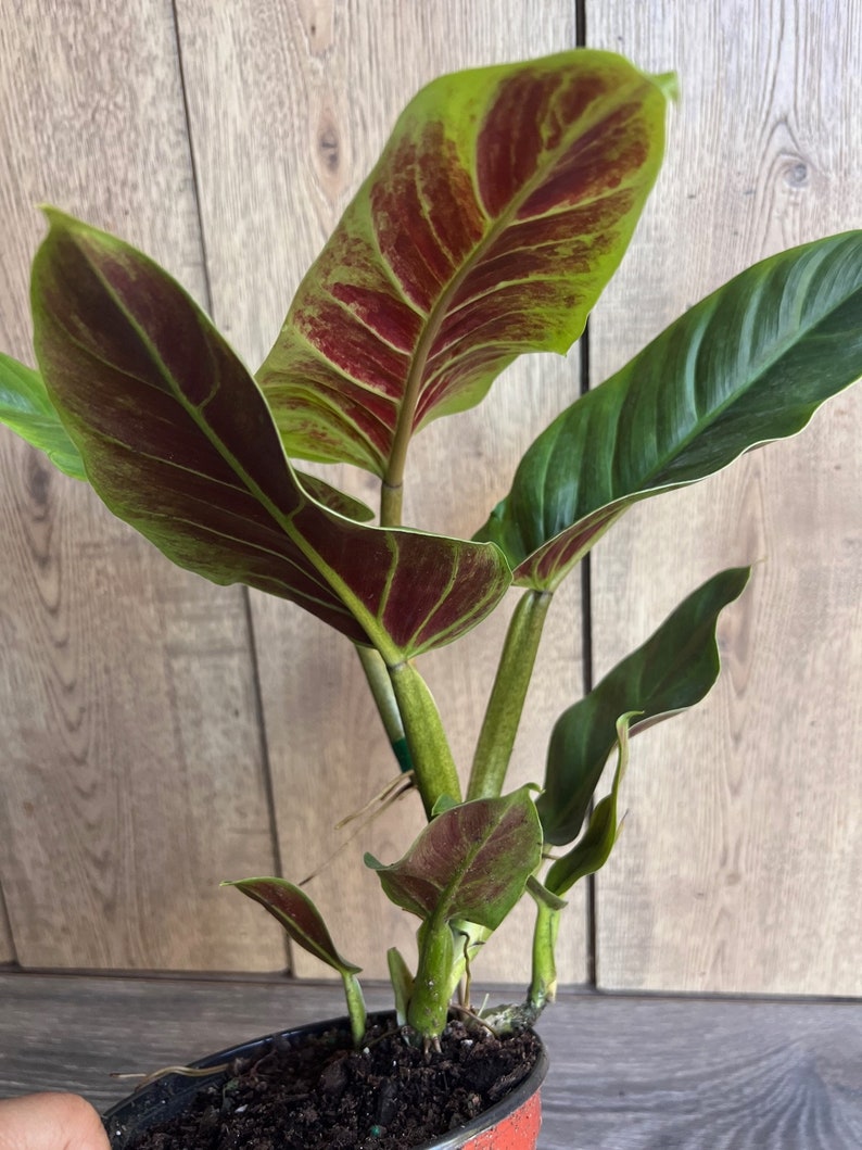 Philodendron Subhastatum Plant - 6" Rare Tropical Climber with Red Underside Leaves - Philodendron subhastatum - Araceae Family
