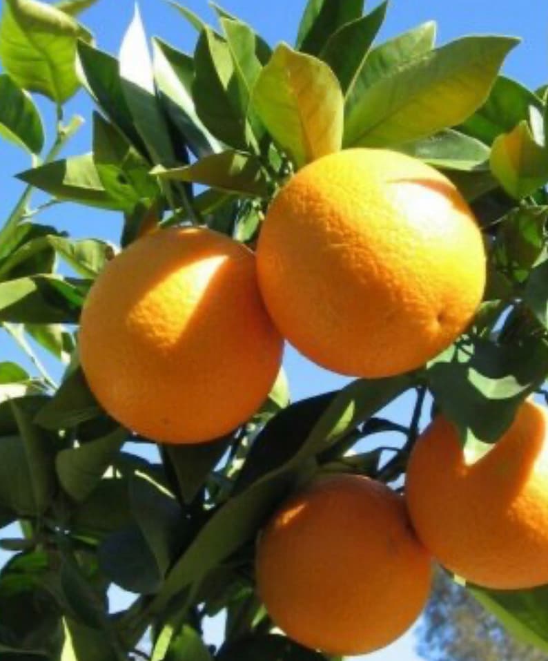 Valencia Orange Tree Grafted Half Gallon Pot Citrus sinensis Ideal for Container Planting Florida Shipping Only