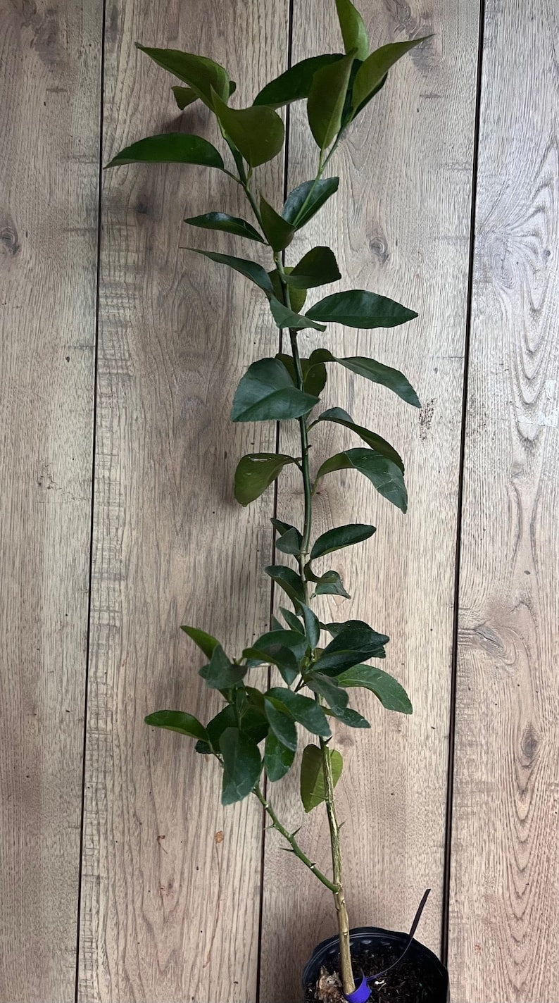 Valencia Orange Tree 1/2 Gallon Pot Grafted Citrus Plant Citrus sinensis Fresh Juicy Oranges Florida Shipping Only