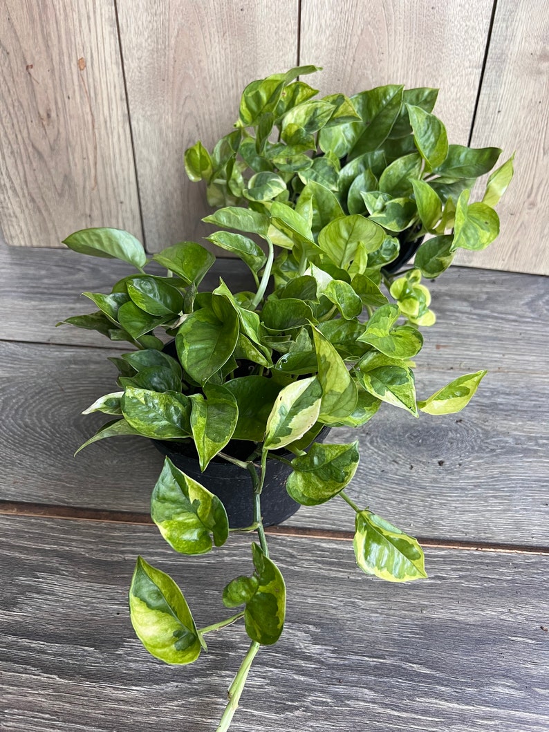 Lemon Meringue Pothos Plant 6" Pot Variegated Golden Yellow Leaves Epipremnum aureum Indoor Houseplant Decor