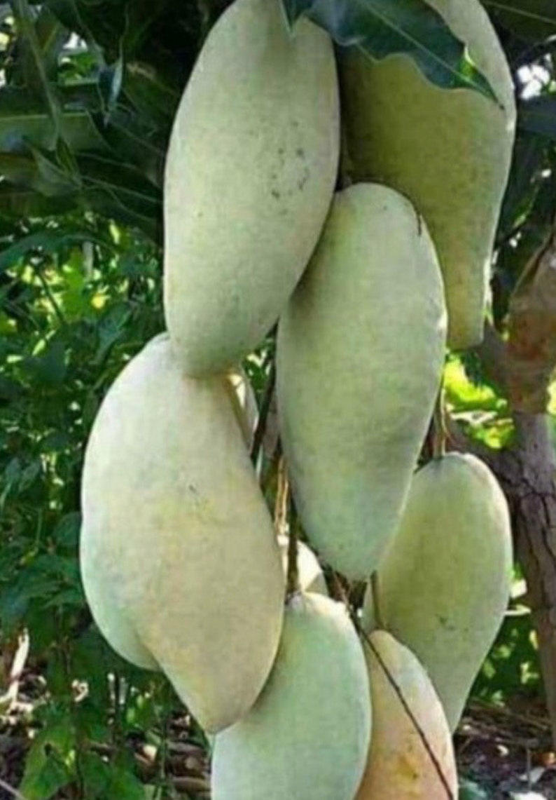 Nam Doc Mai Thai Mango Tree - Grafted 3 Gallon Pot - Sweet Fiberless Fruit - Mangifera indica - Not Ship to AZ & HI