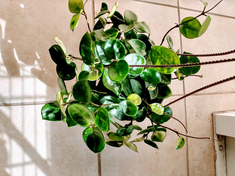 Hoya Plant - Small Rooted Hoya Carnosa Chelsea + Free Cutting - Low Maintenance Indoor Houseplant - Hoya carnosa