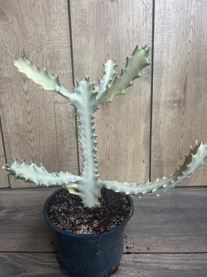 Rare Ghost Cactus 6" Pot | White Variegated Succulent | Euphorbia Lactea | Exotic Low-Maintenance Houseplant Decor