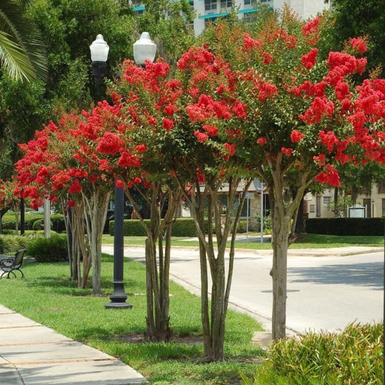 Red Crape Myrtle Plant 4" Container, Fast Growing Red Flowering Shrub, Lagerstroemia indica 'rubra', Zones 6-9