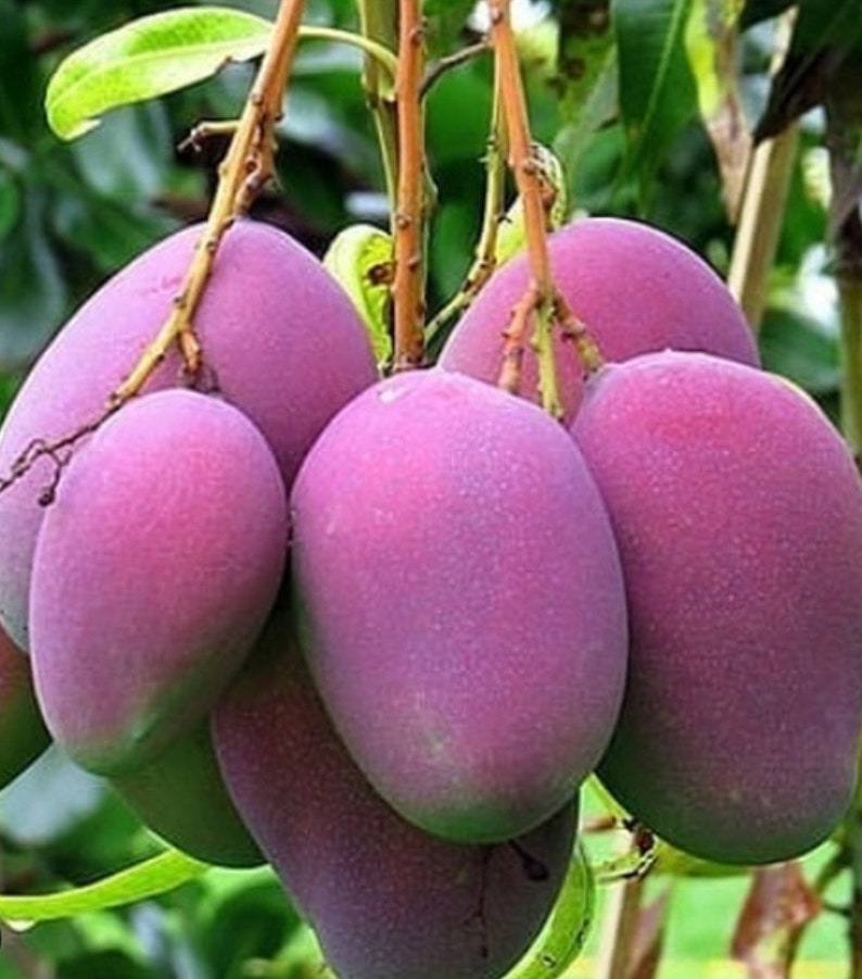 Grafted Mango Tree 3 Gallon Tommy Atkins Mangifera indica - Medium to Large Variety, Sweet Juicy Fruit, Not Shippable to CA & HI
