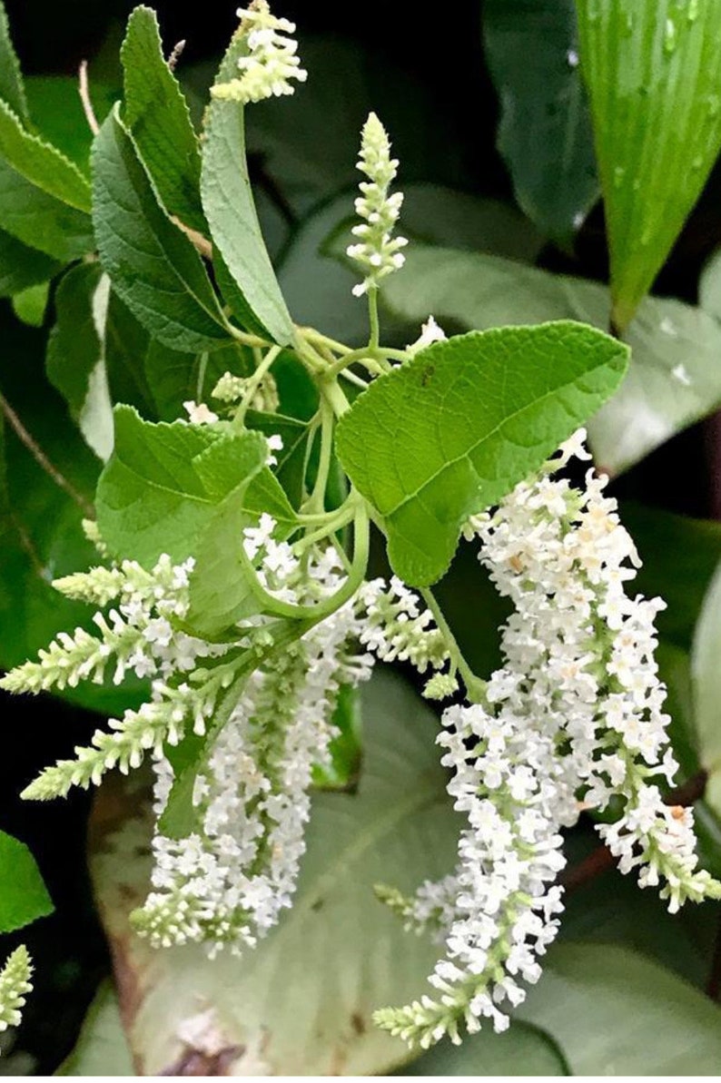 Sweet Almond Bush 6" Pot - Aloysia virgata - Fragrant Shrub with Lemon-Scented Leaves - Pollinator Friendly Garden Plant