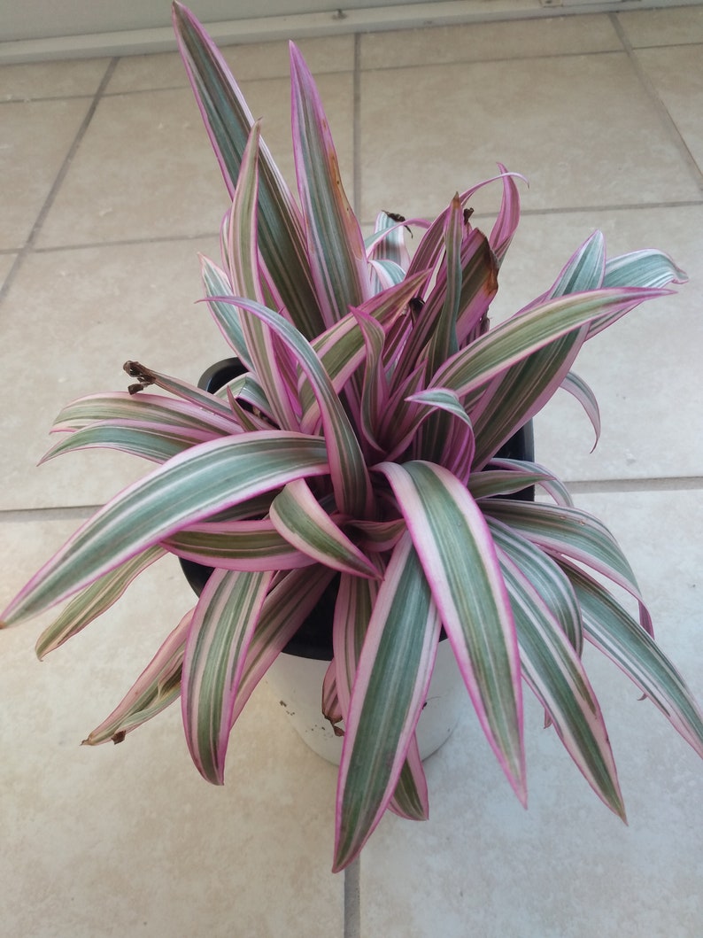 Oyster Plant Starter Plant + Free Cutting - Tradescantia Spathacea - Easy Care Houseplant for Warm Zones - Vibrant Foliage