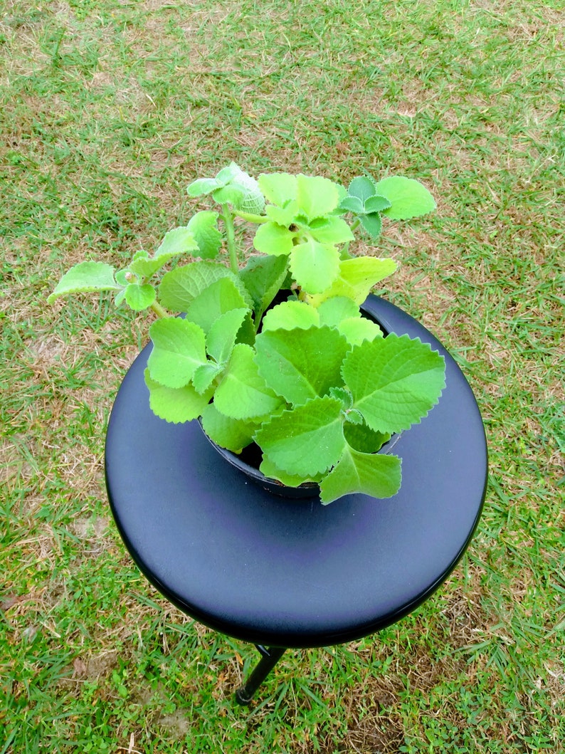Cuban Oregano Plant Starter - 1 Rooted Plant + Free Cutting - Coleus Amboinicus - Indoor Herb Garden Essential