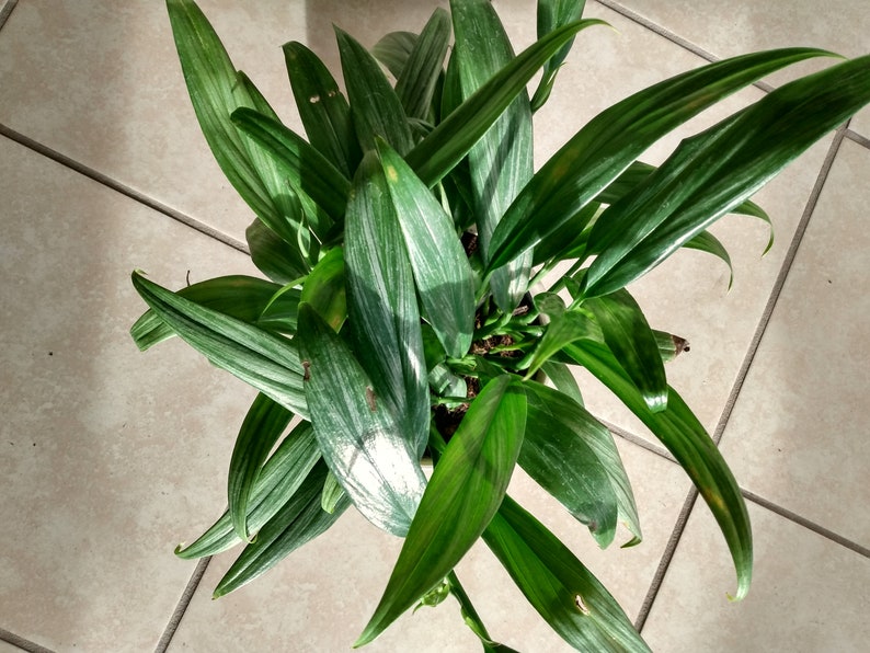 Silver Stripe Pothos Cutting - 1 Rooted Cutting + 1 Free Cutting - Epipremnum aureum - Easy Care Houseplant
