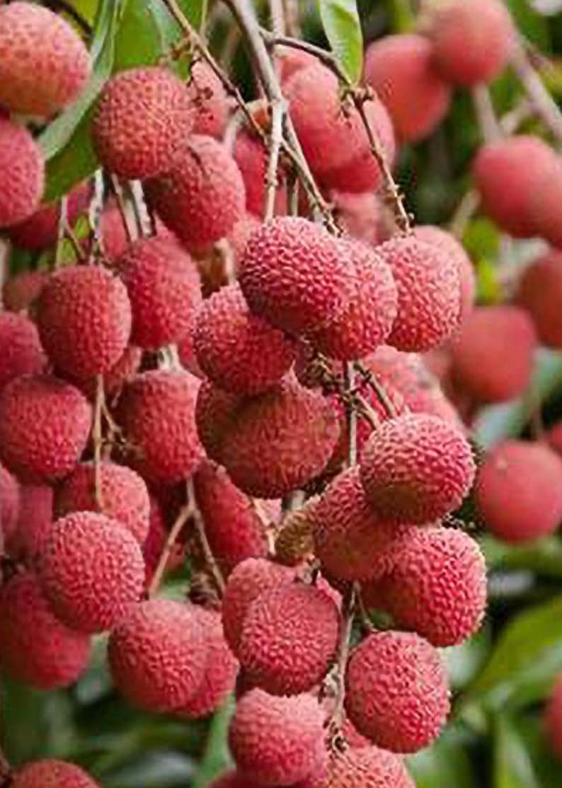 Brewster Lychee Tree 6" Pot, Air Layered, Sweet Fruit, Litchi chinensis - Tropical Garden Plant for Subtropical Climates