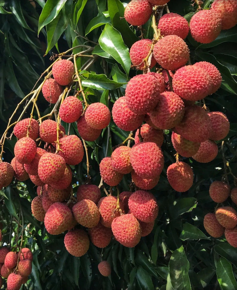 Sweetheart Lychee Tree 10" Pot - Aromatic Fruit, Air Layered, Litchi chinensis - No Shipping to HI
