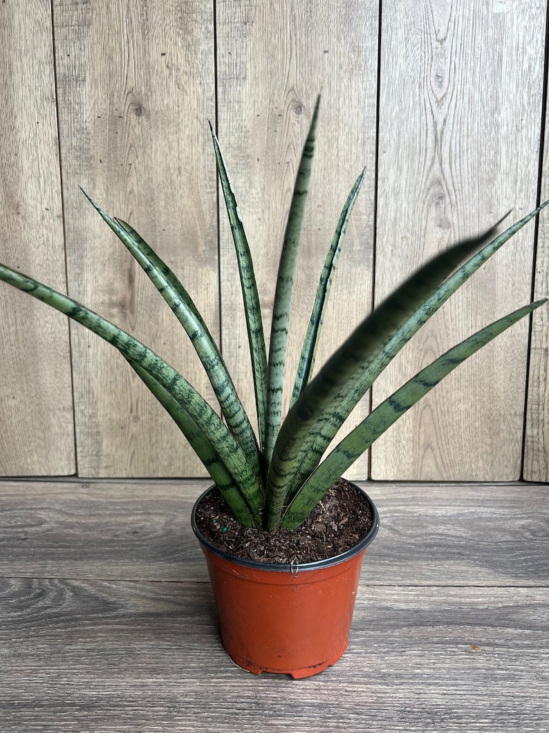 Sansevieria Javancia Plant in 6" Pot | Hardy Snake Plant for Indoor Care & Air Purification | Mother-in-Law's Tongue