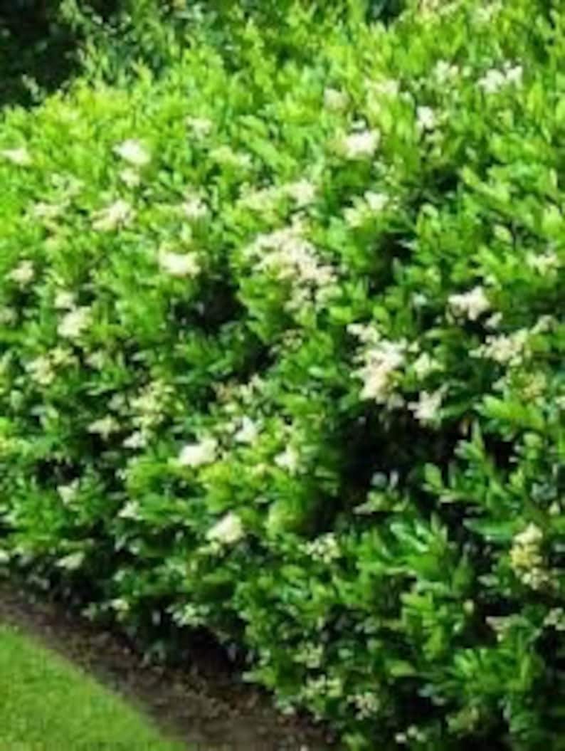 California Privet Plant in Quart Pot - Ligustrum ovalifolium - Fast-Growing Deciduous Shrub with Dense Green Foliage