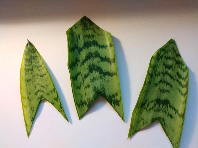 Snake Plant Cuttings - 3 Unrooted Clippings - Sansevieria - Easy Care Indoor Houseplant - Perfect for Propagation