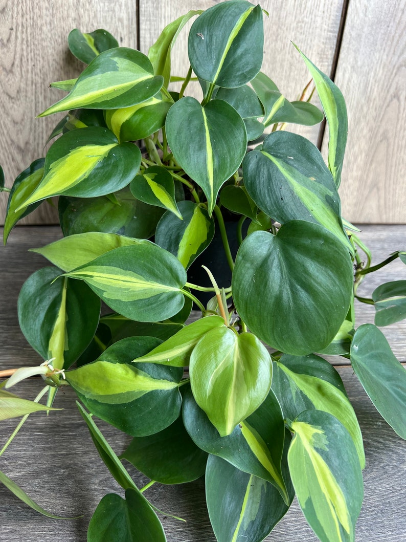 Philodendron Brasil 6" Pot | Variegated Heart Leaf Plant | Philodendron hederaceum | Low Maintenance Trailing Houseplant