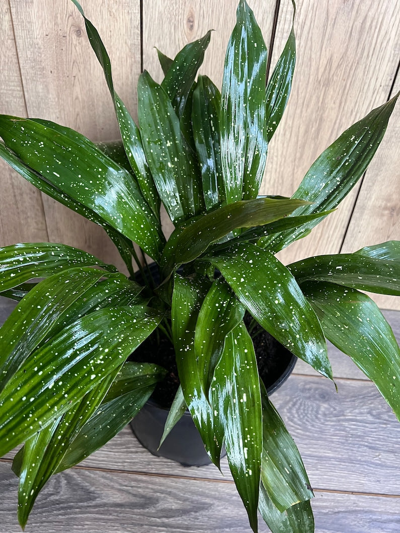 Cast Iron Plant 10" Pot Milky Way Aspidistra Elatior Dark Green Leaves White Specks Low Light Houseplant